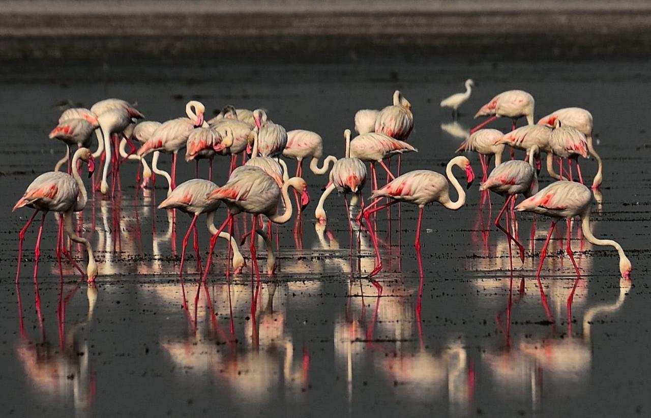 Red Earth Kabini Begur Bagian luar foto