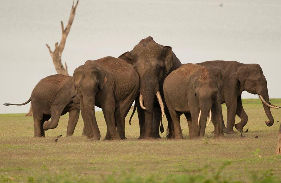 Red Earth Kabini Begur Bagian luar foto